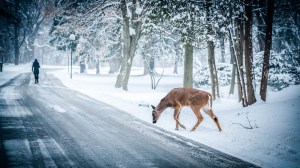 snow-winter-christmas-deer